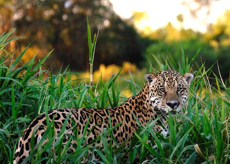 Jaguar - Pantanal, Brazil Jaguar - Pantanal, Brazil