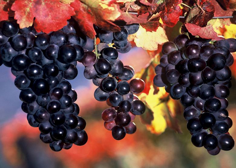 Grapes Grapes