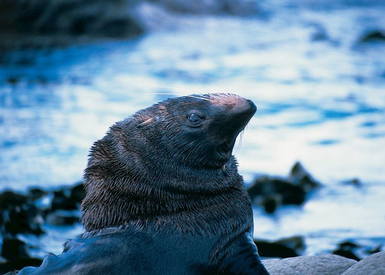 Fur seal, Kaikoura Fur seal, Kaikoura