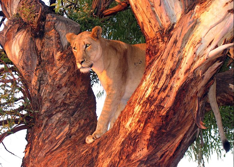 Lion in Mana Pools Lion in Mana Pools