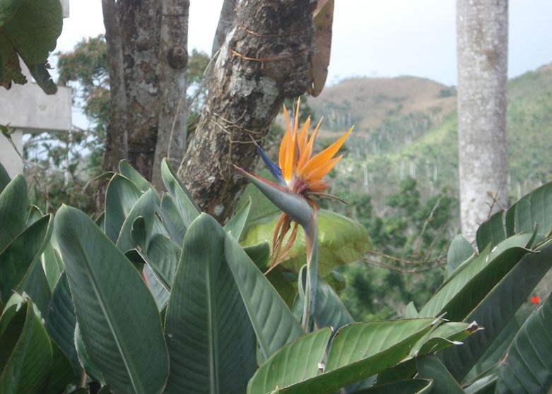 Soroa Orchid Garden, Near Las Terrazas Soroa Orchid Garden, Near Las Terrazas