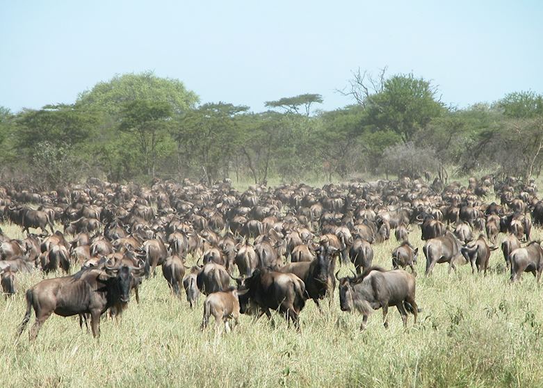 Wildebeest migration, Serengeti Wildebeest migration, Serengeti