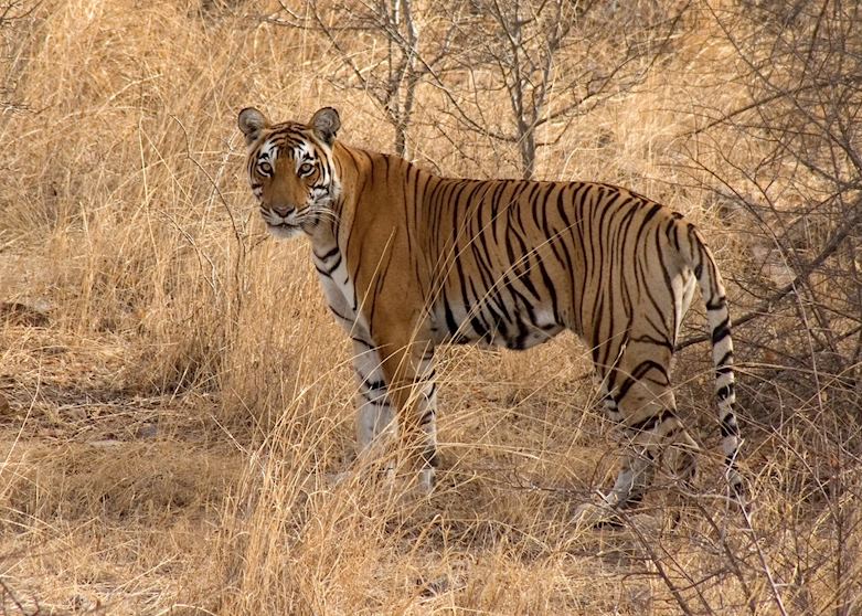 Tiger in Ranthambhore National Park Tiger in Ranthambhore National Park
