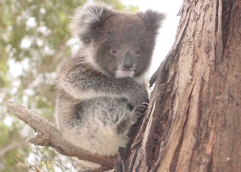 Baby Koala, Kangaroo Island, South Australia Baby Koala, Kangaroo Island, South Australia