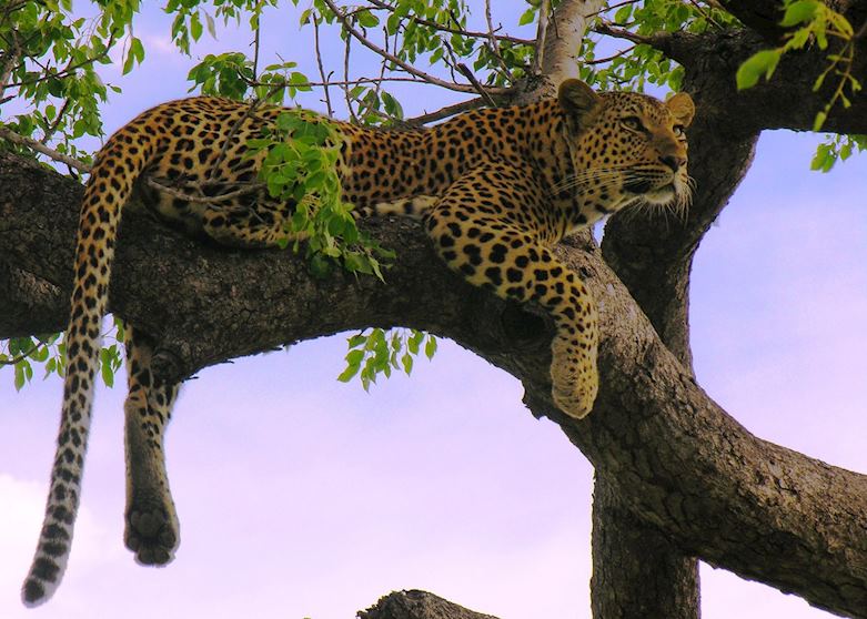Leopard in South Africa Leopard in South Africa