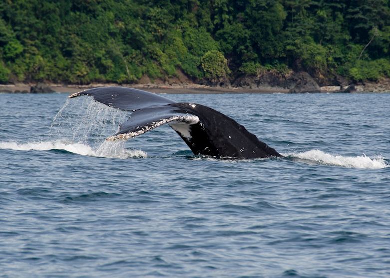 Humpback whale tail Humpback whale tail