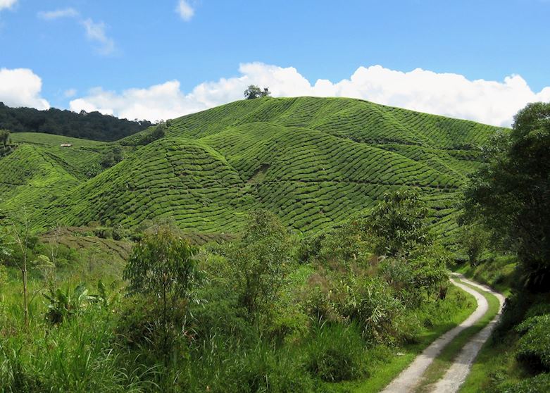Tea plantation, Cameron Highlands, Malaysia Tea plantation, Cameron Highlands, Malaysia