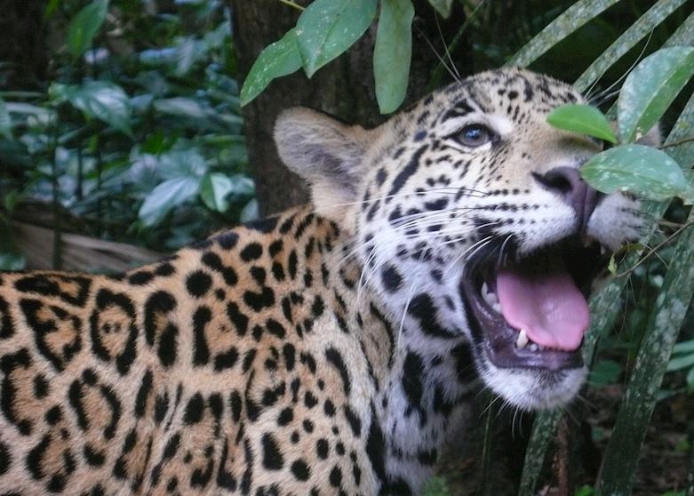 Jaguar cub, Belize Jaguar cub, Belize