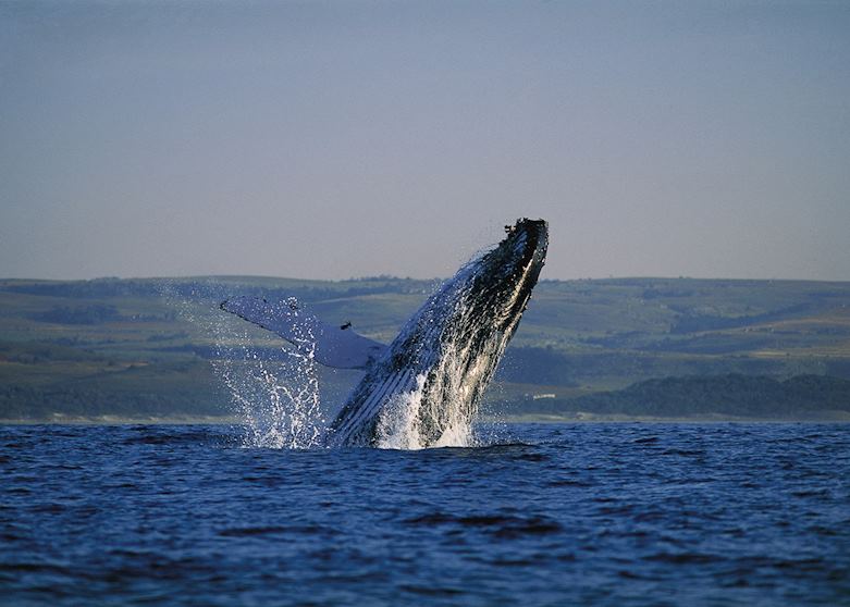 Whale at Hermanus Whale at Hermanus