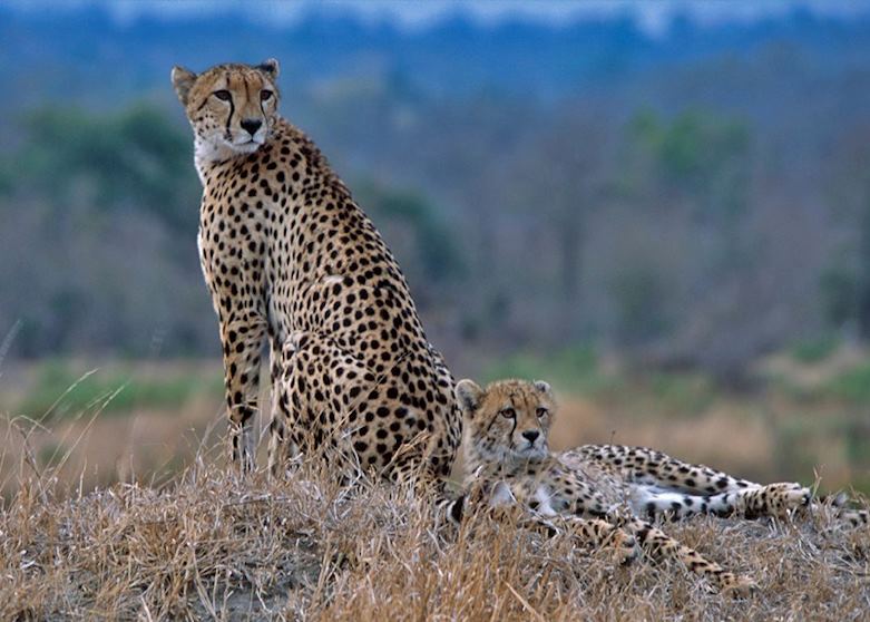 Cheetah in Kruger Park Cheetah in Kruger Park