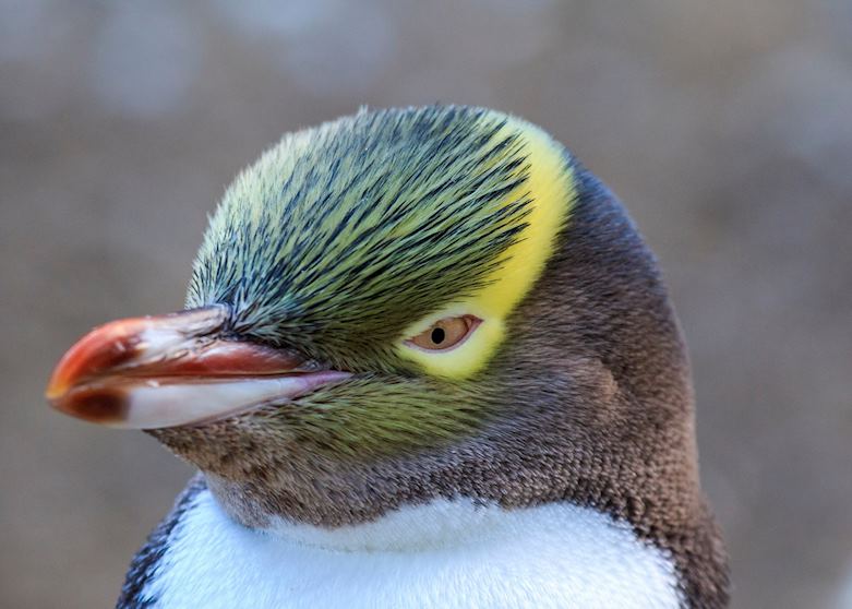 Yellow Eyed Penguin on the Otago Peninsula, Dunedin Yellow Eyed Penguin on the Otago Peninsula, Dunedin