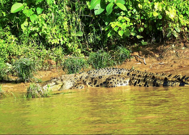 Crocodile, Kinabatangan River, Malaysian Borneo Crocodile, Kinabatangan River, Malaysian Borneo