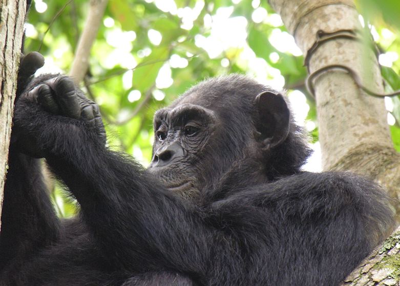 Chimpanzee, Mahale Mountains National Park Chimpanzee, Mahale Mountains National Park