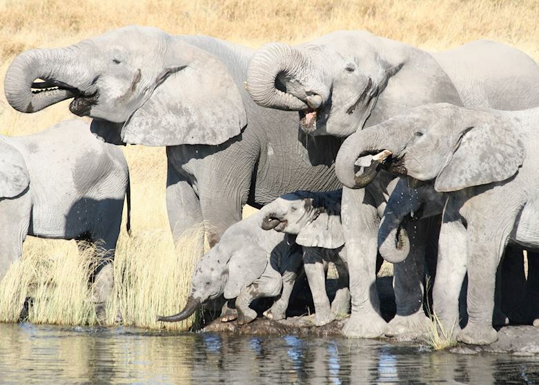 Elephant herd, Etosha National Park Elephant herd, Etosha National Park