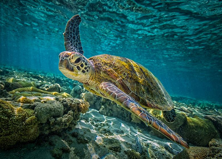 Green Turtle, Great Barrier Reef Green Turtle, Great Barrier Reef