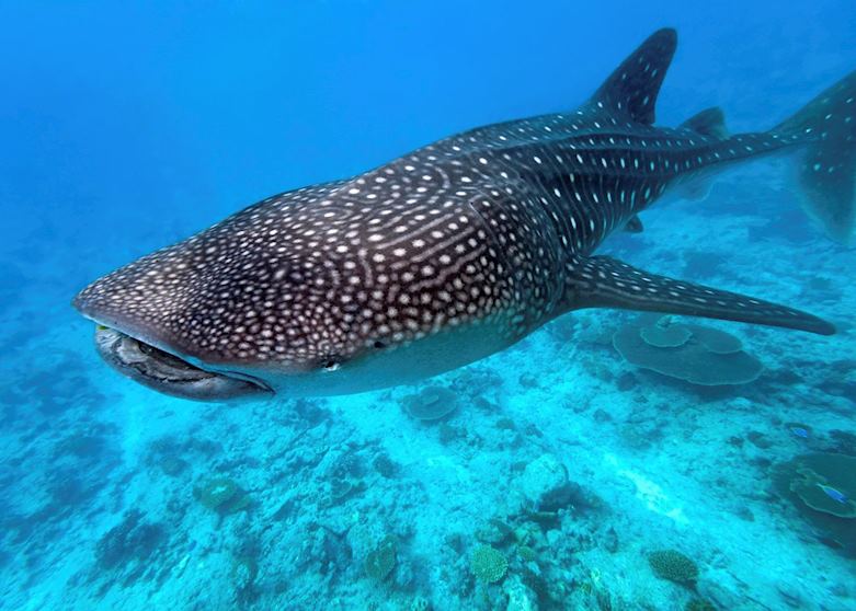 Whale Shark, The Maldives Whale Shark, The Maldives