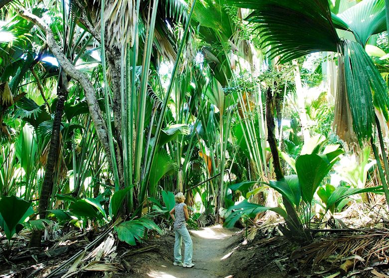 Walking in the Vallee de Mai Forest, Praslin Walking in the Vallee de Mai Forest, Praslin