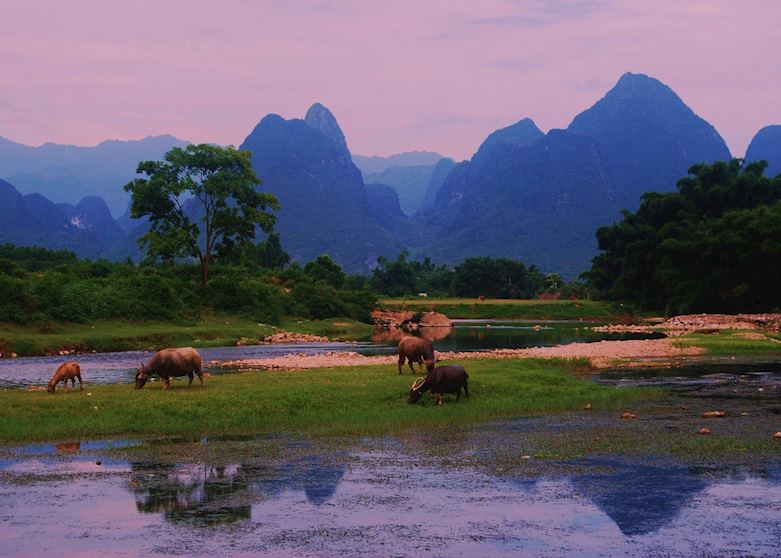 Water buffalo in Yangshuo Water buffalo in Yangshuo