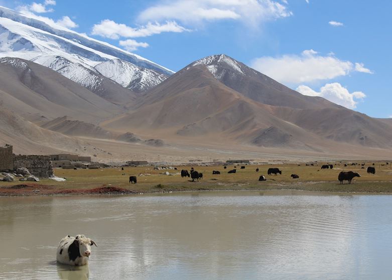 Yaks at Mount Mutzagata