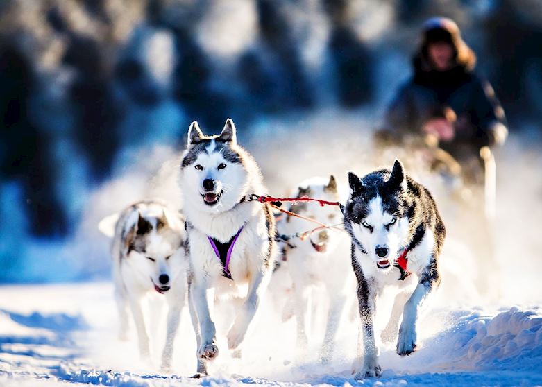 Husky dog team, Arctic Circle, Sweden