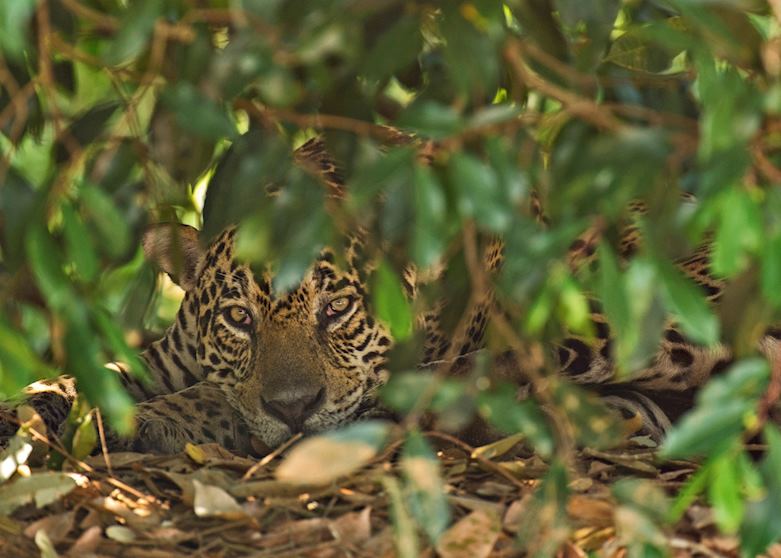 Jaguar in the Pantanal, Brazil