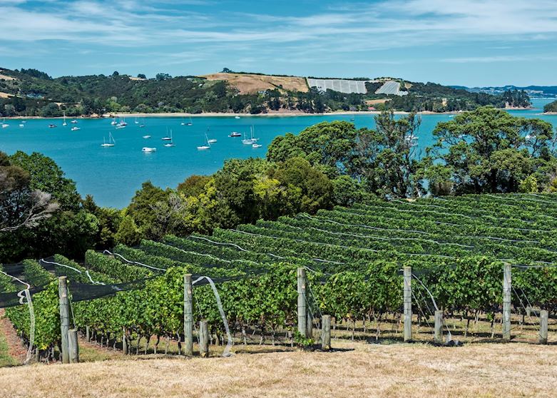 Vineyards on Waiheke Island