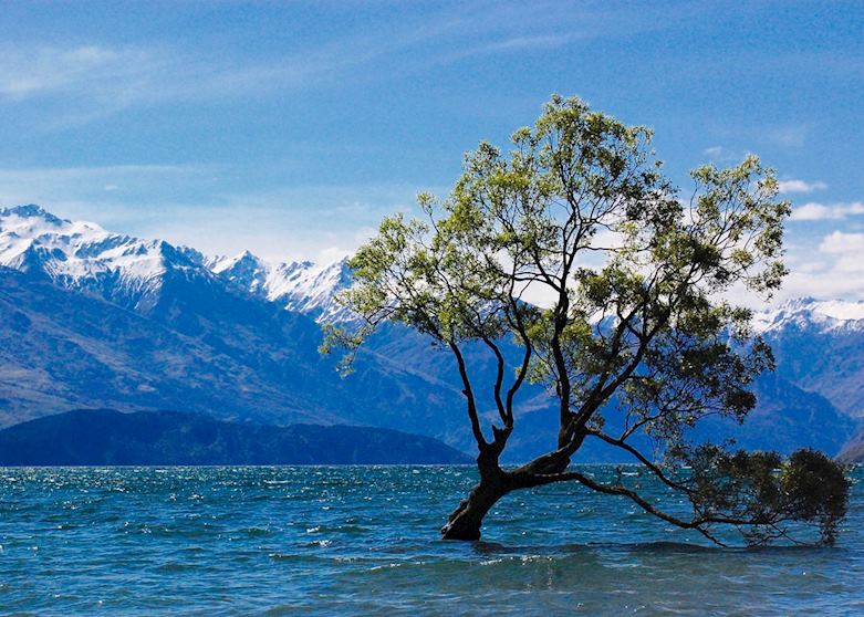 Lake Wanaka - Wanaka Tree
