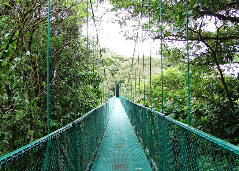 Cloud-forest, Monteverde Cloud-forest, Monteverde