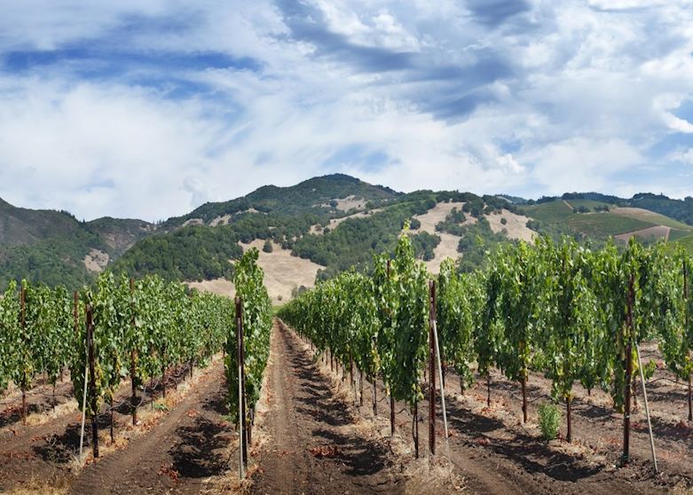 Vineyard in the Sonoma Valley Vineyard in the Sonoma Valley
