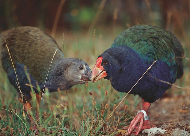 Takahe and Chick, Tiritiri Matangi Island Takahe and Chick, Tiritiri Matangi Island