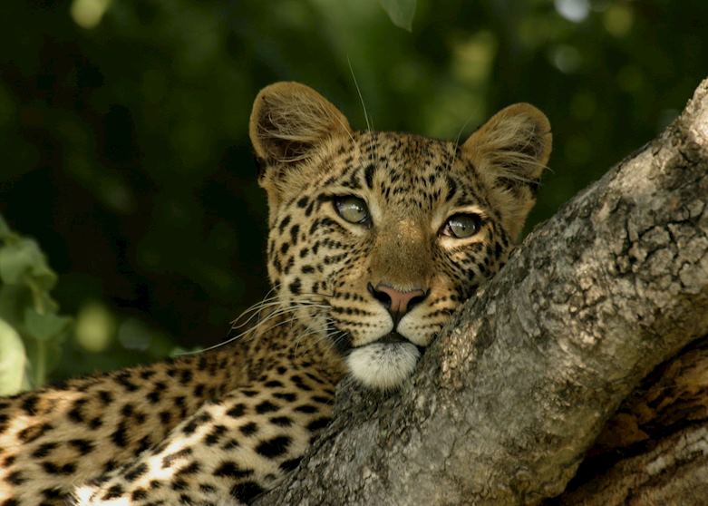 Leopard relaxing in the Selous Leopard relaxing in the Selous