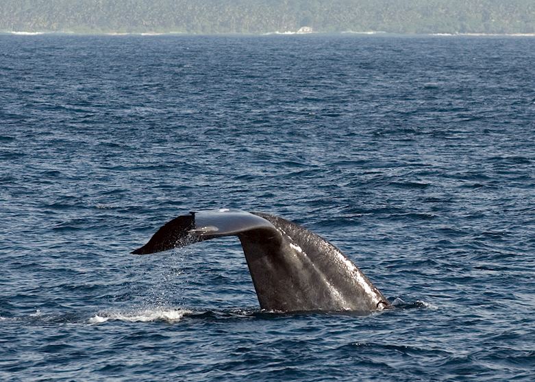 Young blue whale breaching not far from Sri Lanka's southern beaches Young blue whale breaching not far from Sri Lanka's southern beaches