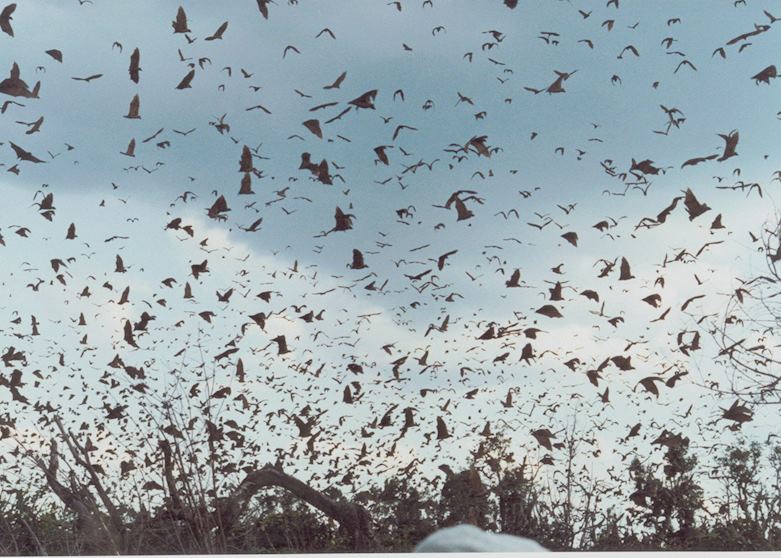 Bats in Kasanka, Zambia Bats in Kasanka, Zambia