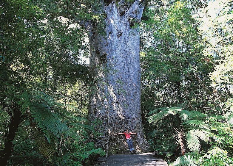Tane Mahuta, the Kauri Coast Tane Mahuta, the Kauri Coast
