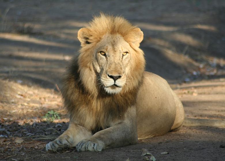 Male lion resting in the road