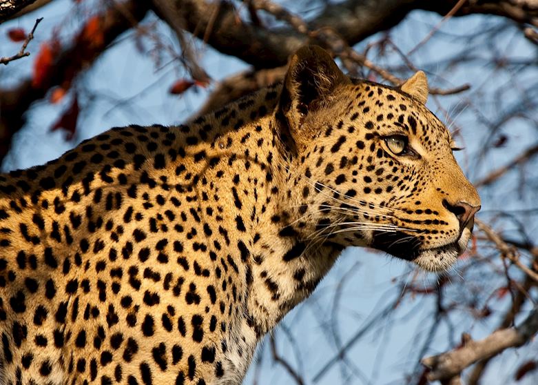 Leopard portrait, Botswana Leopard portrait, Botswana
