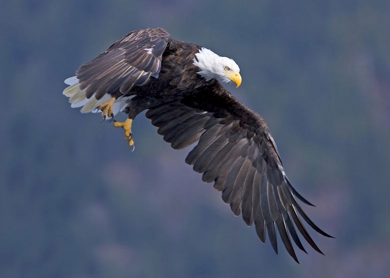 Eagle in flight by Matt Maran
