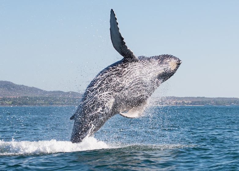 Whale Watching, British Columbia