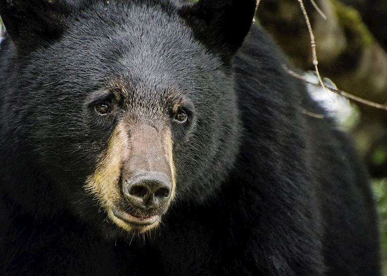 Black bear