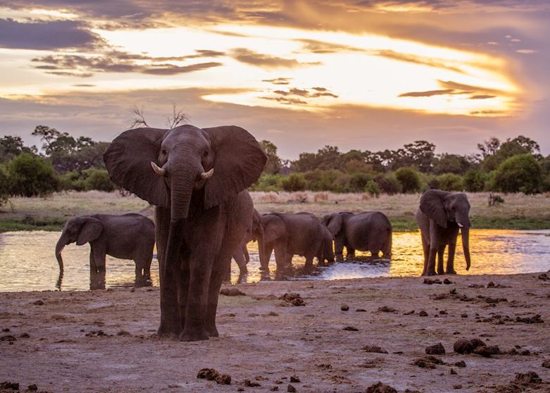 Elephants at a waterhole