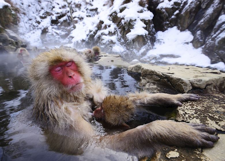Snow monkeys of Yudanaka
