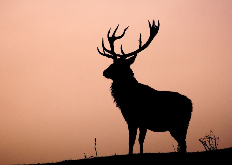 Red stag in the Highlands