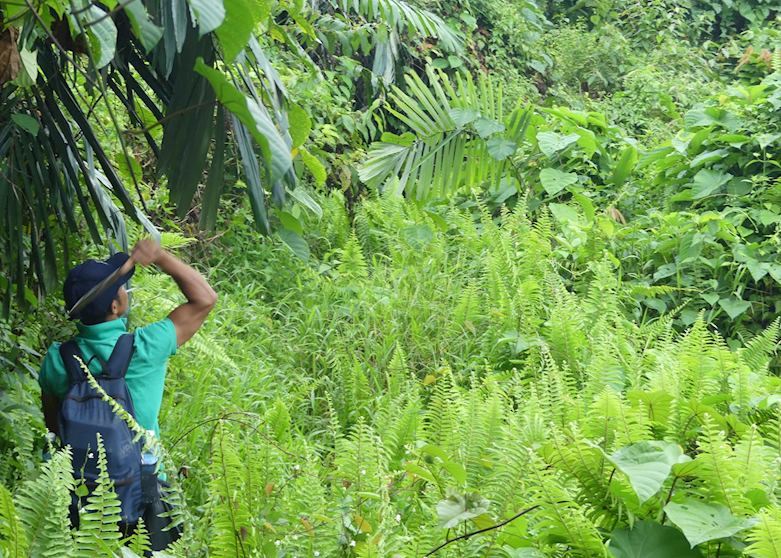 Trail from Kampong Melano to Tanjung Datu National Park, Borneo