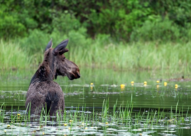 Algonquin Provincial Park