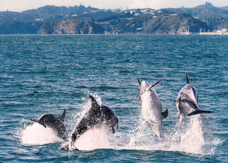 Dolphins in The Bay of Islands, New Zealand