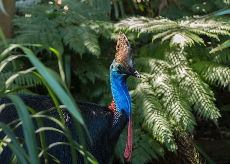 Cassowary in the Daintree rainforest