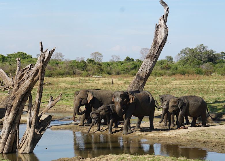 Uda Walawe National Park