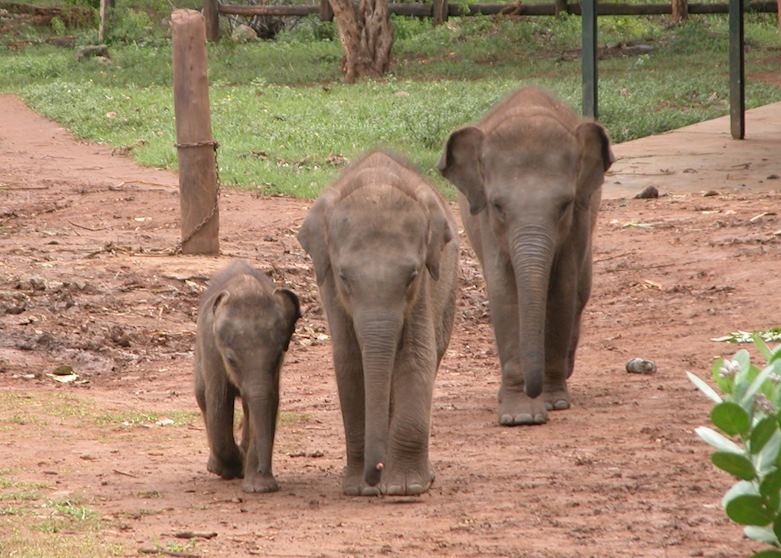 Uda Walawe Elephant Transit Centre Uda Walawe Elephant Transit Centre
