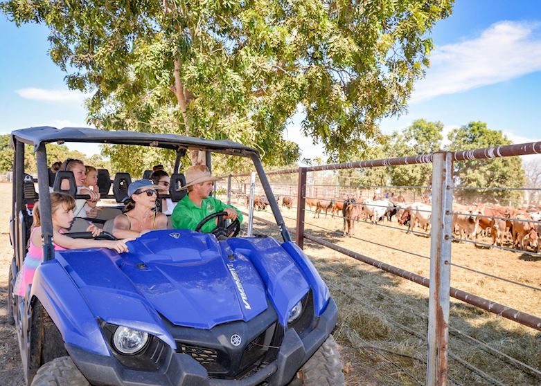 Bullo River Cattle