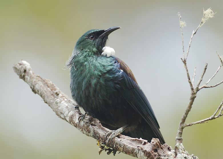 Tui, Ulva Island Tui, Ulva Island